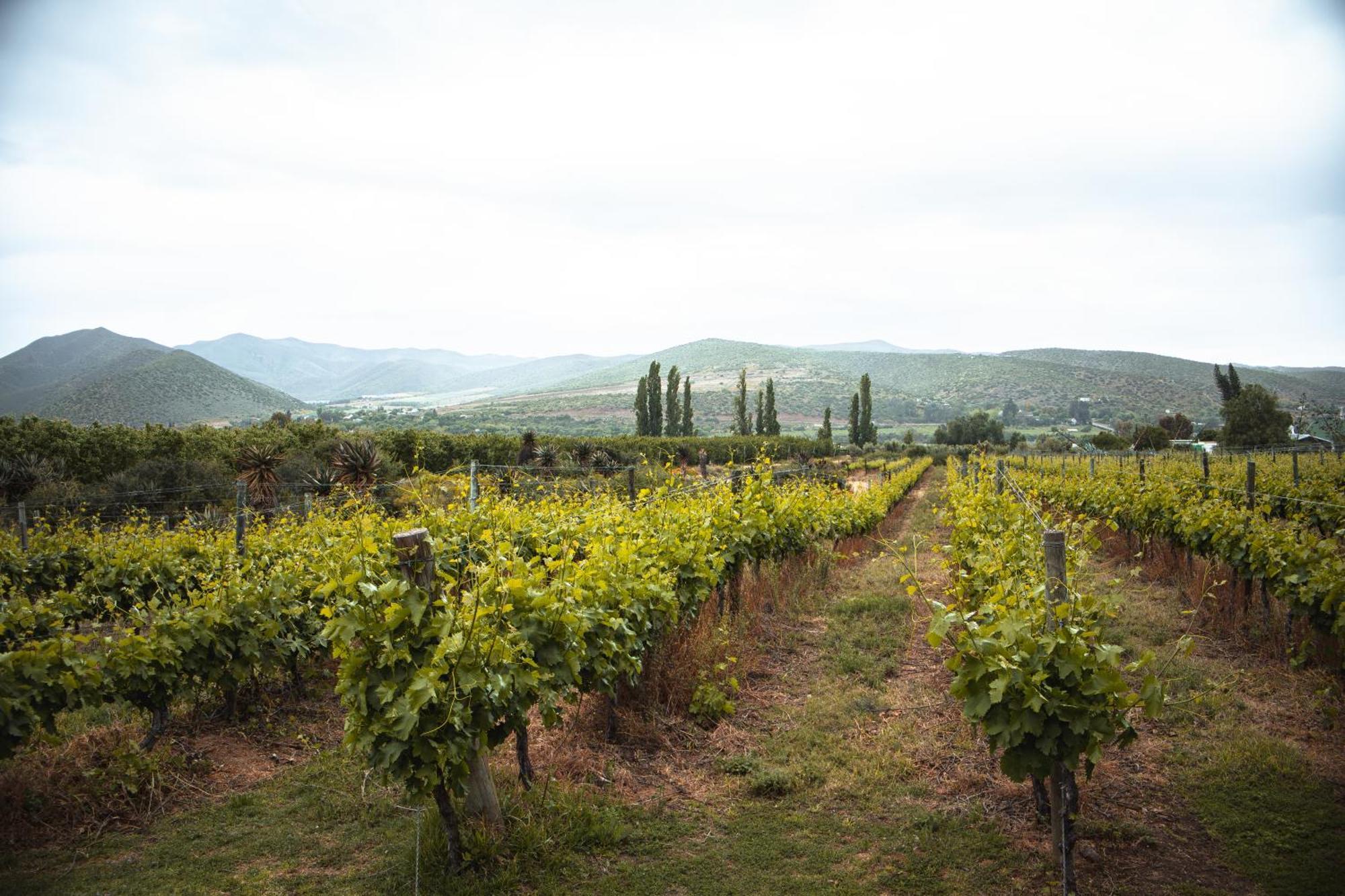 Vogelsang Farm Farm stay *