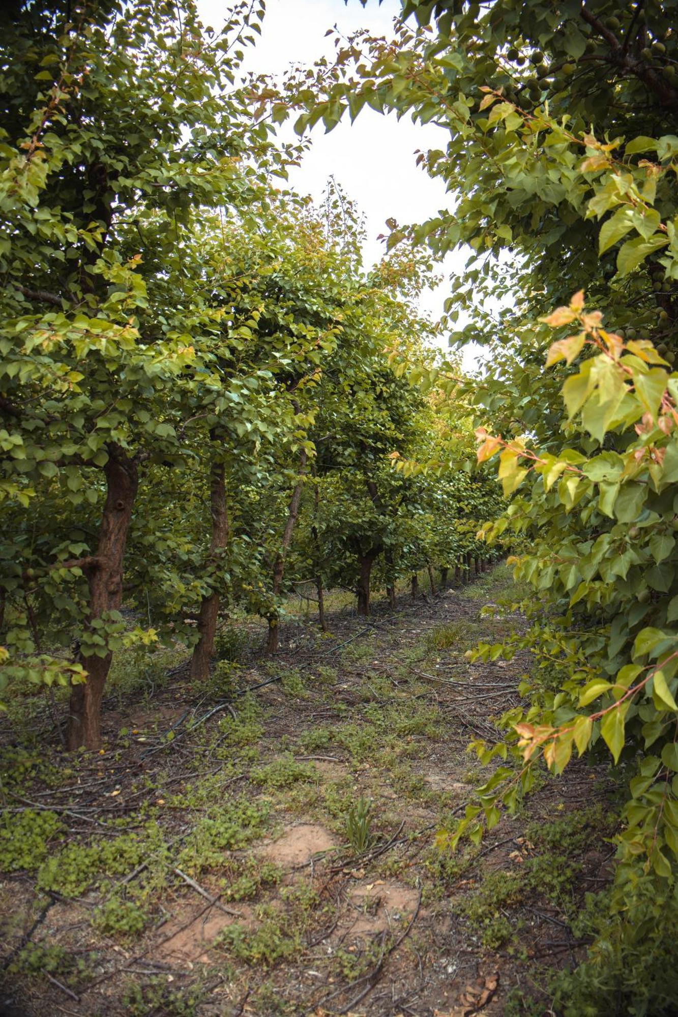 Vogelsang Farm